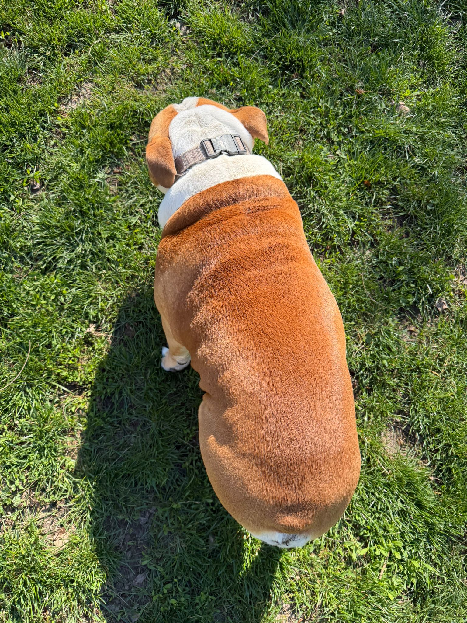 lilova srsť po používaní šampónu alavis 2